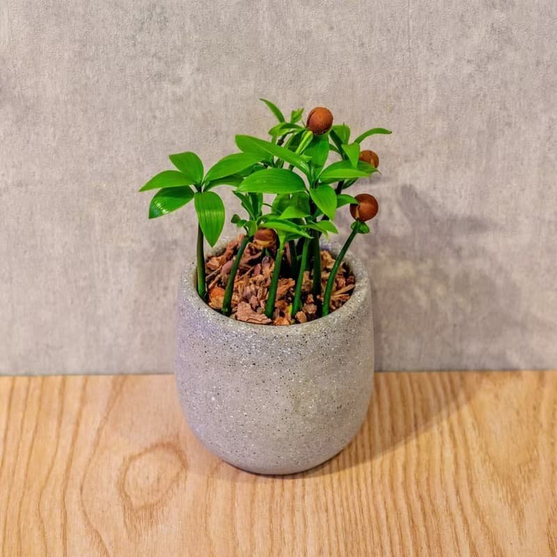 竹柏 桌上型水泥盆栽 觀葉植物 禮物 盆栽 交換禮物 植物