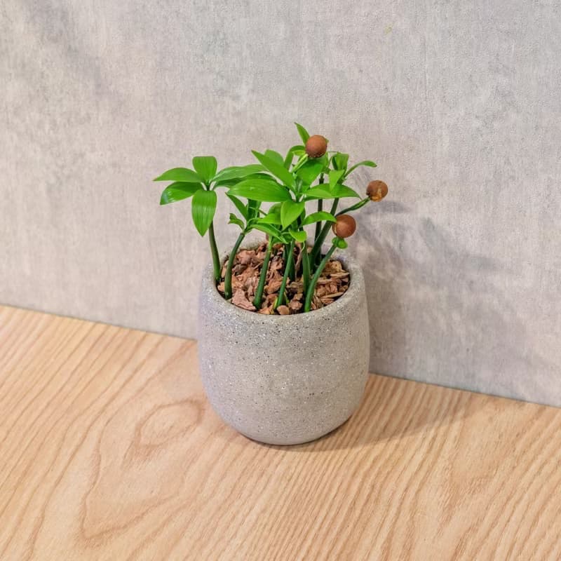 竹柏 桌上型水泥盆栽 觀葉植物 禮物 盆栽 交換禮物 植物