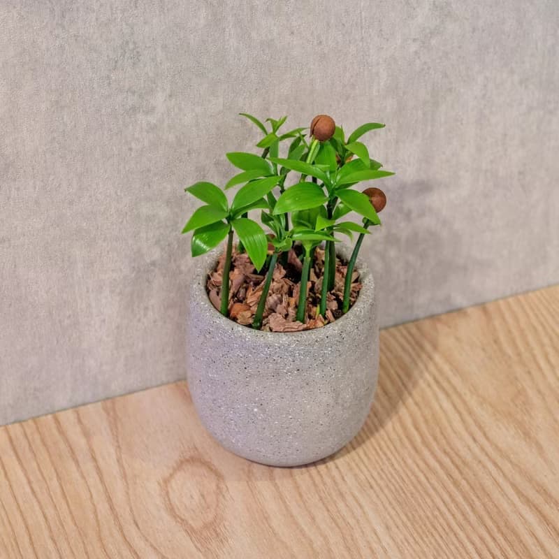 竹柏 桌上型水泥盆栽 觀葉植物 禮物 盆栽 交換禮物 植物