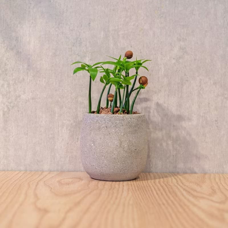 竹柏 桌上型水泥盆栽 觀葉植物 禮物 盆栽 交換禮物 植物