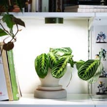 ONF MIST O 植霧光 綠 全光譜LED磁吸植物燈 植栽 室內植物