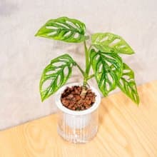 窗孔龜背芋 免澆水盆栽 室內植物 觀葉植物  禮物 辦公室小物