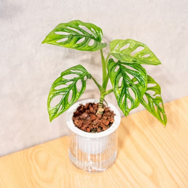 窗孔龜背芋 免澆水盆栽 室內植物 觀葉植物  禮物 辦公室小物