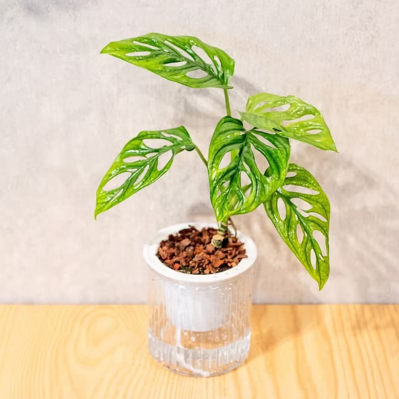 窗孔龜背芋 免澆水盆栽 室內植物 觀葉植物  禮物 辦公室小物