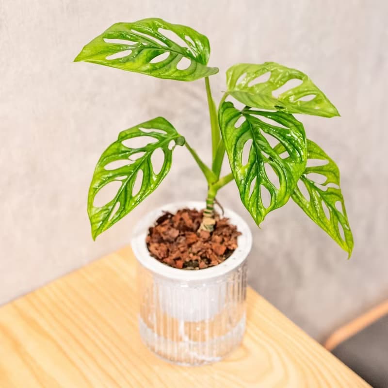 窗孔龜背芋 免澆水盆栽 室內植物 觀葉植物  禮物 辦公室小物