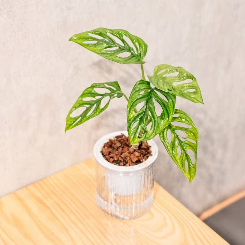 窗孔龜背芋 免澆水盆栽 室內植物 觀葉植物  禮物 辦公室小物