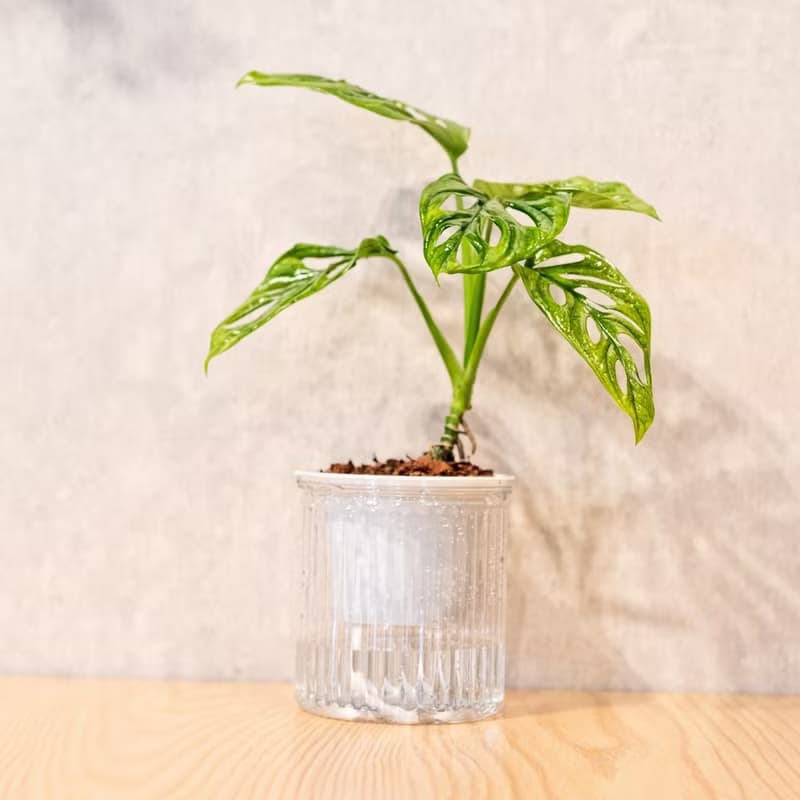 窗孔龜背芋 免澆水盆栽 室內植物 觀葉植物  禮物 辦公室小物