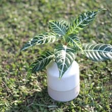 水培植栽 l 單藥花_室內植物 辦公室盆栽  觀葉植物