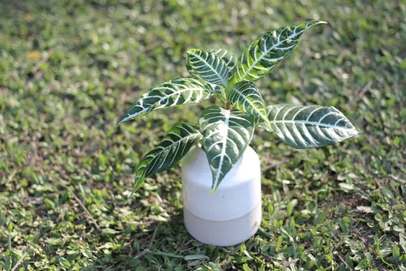 水培植栽 l 單藥花_室內植物 辦公室盆栽  觀葉植物