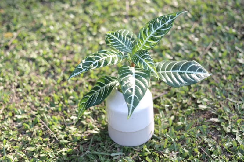 水培植栽 l 單藥花_室內植物 辦公室盆栽  觀葉植物