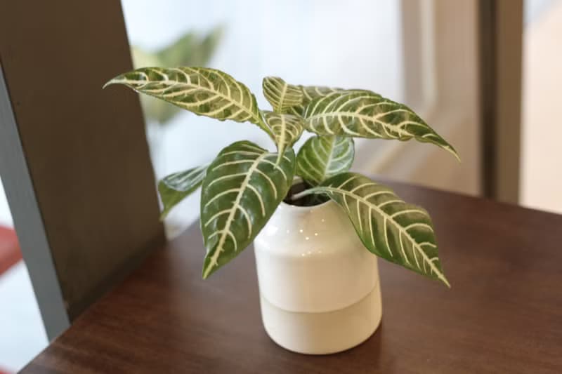 水培植栽 l 單藥花_室內植物 辦公室盆栽  觀葉植物