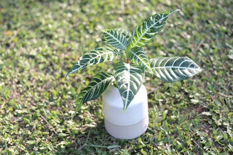 水培植栽 l 單藥花_室內植物 辦公室盆栽  觀葉植物