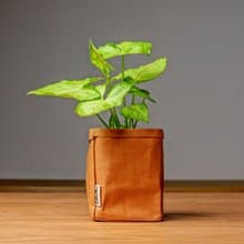 金玉合果芋 可水洗牛皮紙盆栽 桌上型盆栽 觀葉植物 交換禮物