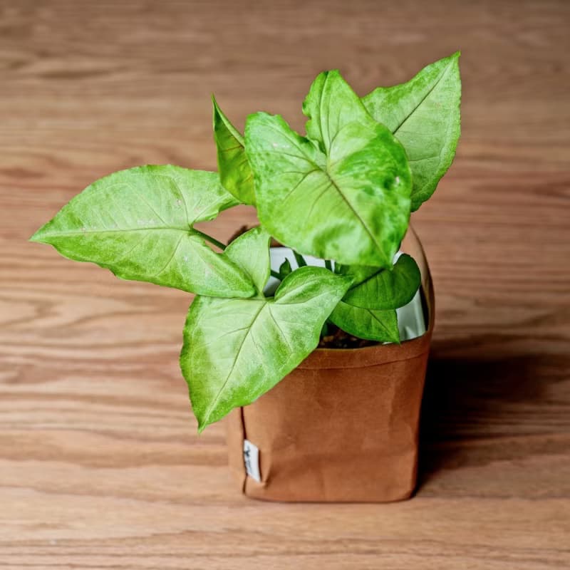 金玉合果芋 可水洗牛皮紙盆栽 桌上型盆栽 觀葉植物 交換禮物