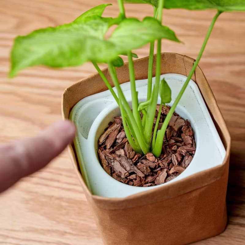 金玉合果芋 可水洗牛皮紙盆栽 桌上型盆栽 觀葉植物 交換禮物