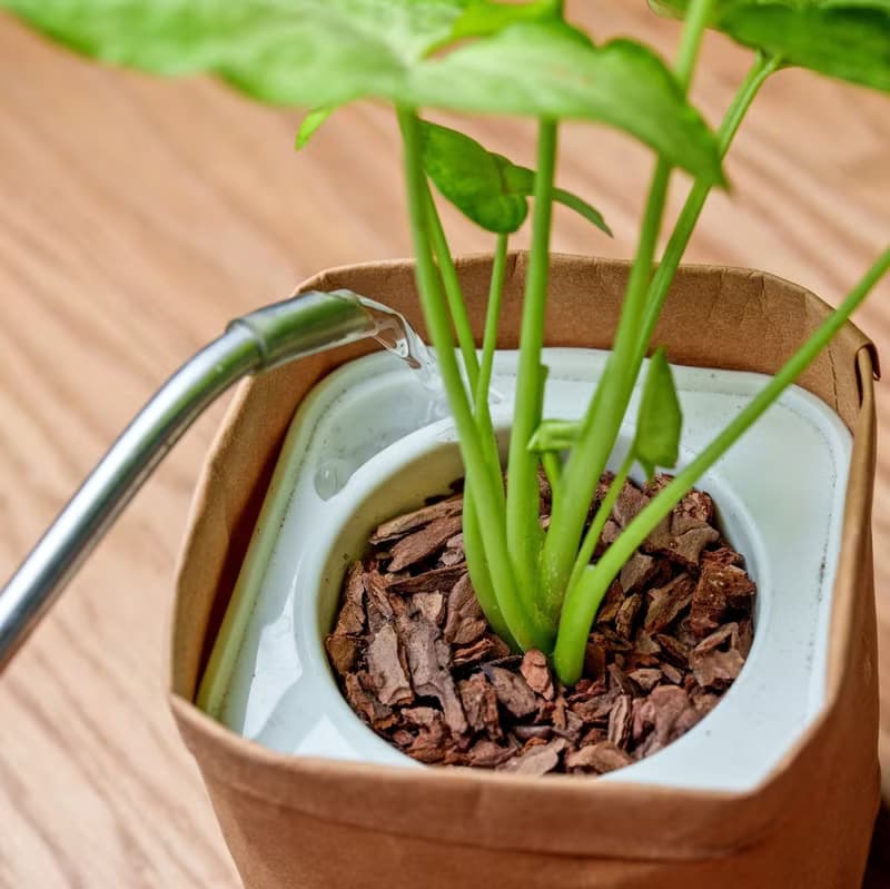 金玉合果芋 可水洗牛皮紙盆栽 桌上型盆栽 觀葉植物 交換禮物