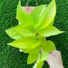 萊姆黃金葛 上板植物 居家擺設 牆面裝飾 送禮好物