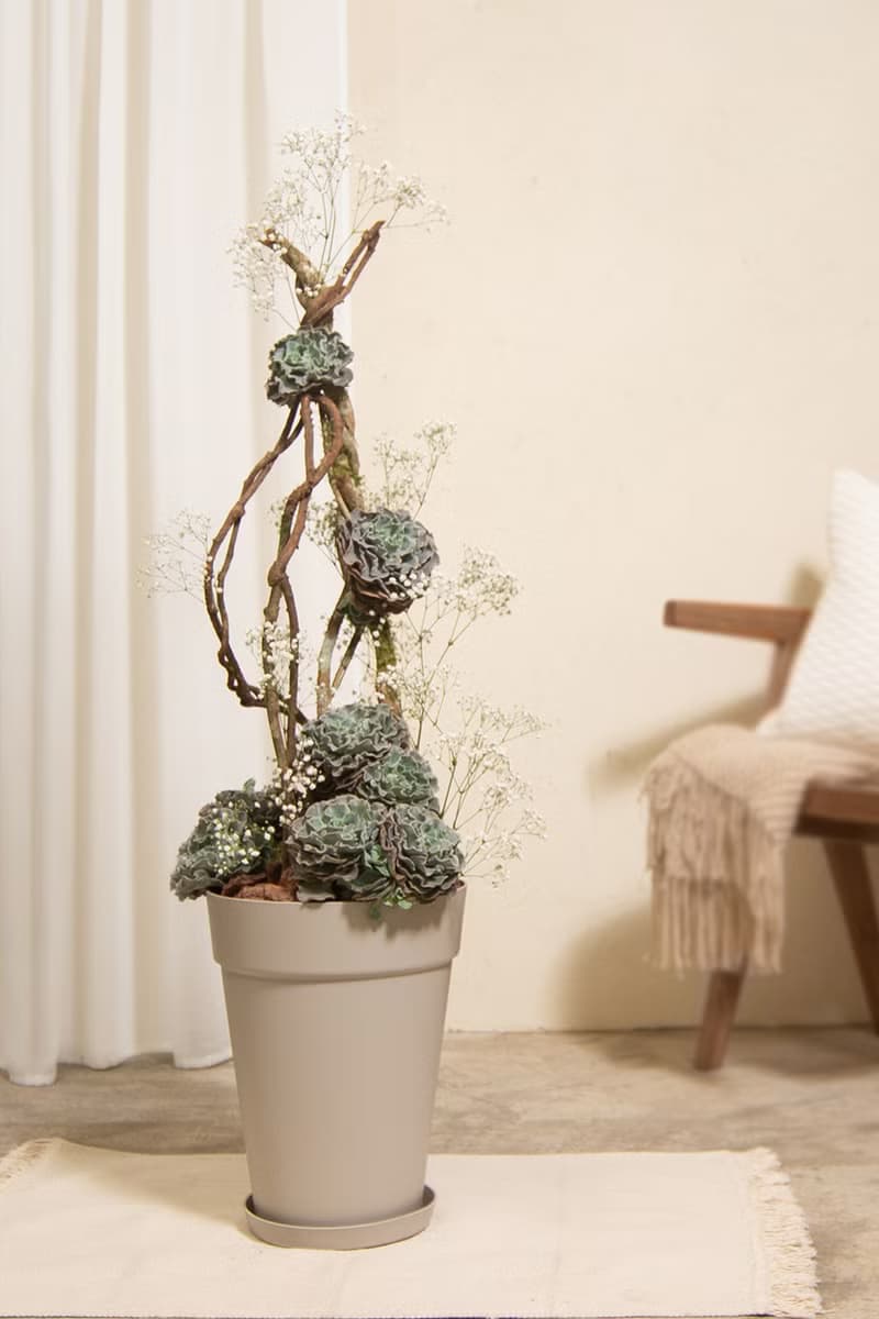 母親節禮物 - 大地之母 / 盆栽 植物 多肉 台灣設計 有肉