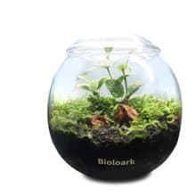 【訂製】蕨醒生態瓶-寶貝球