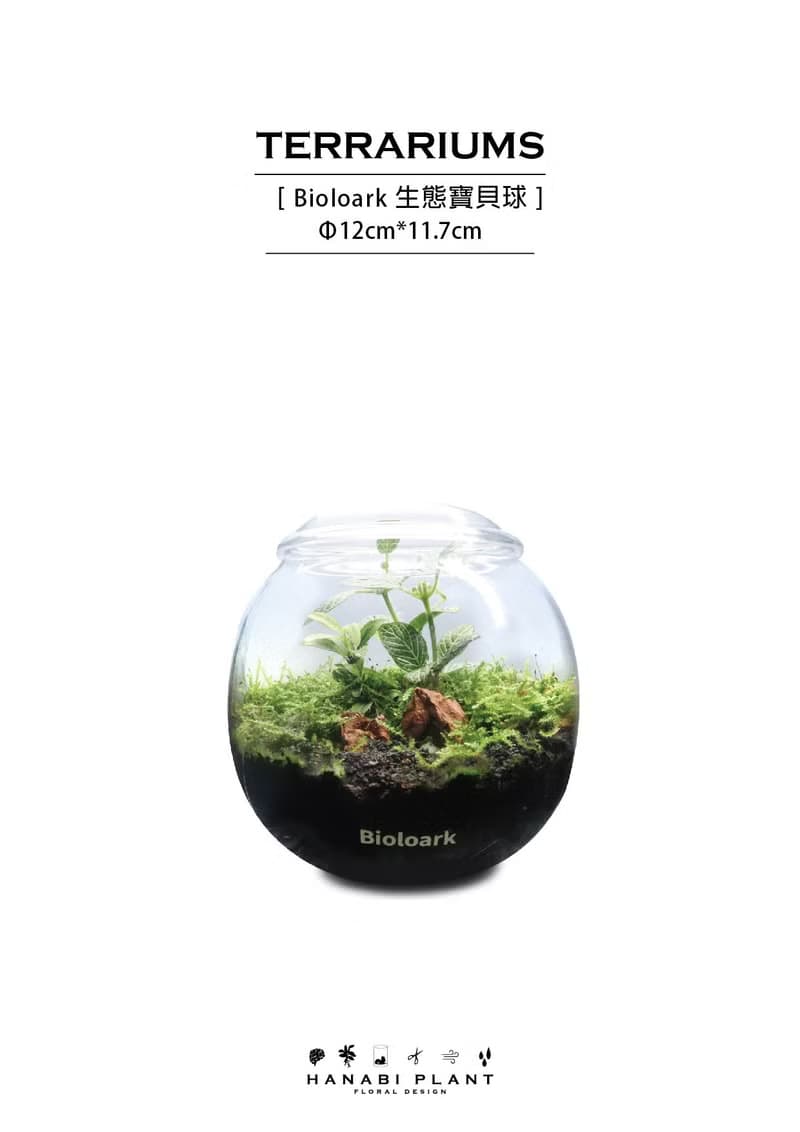 【訂製】蕨醒生態瓶-寶貝球