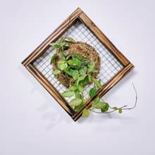 西瓜藤板植│室內植物│窗邊植物│觀葉植物