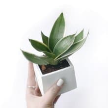 (限量) 白灰漸層系列 |  銀葉短葉虎尾蘭 方形雙色水泥植栽