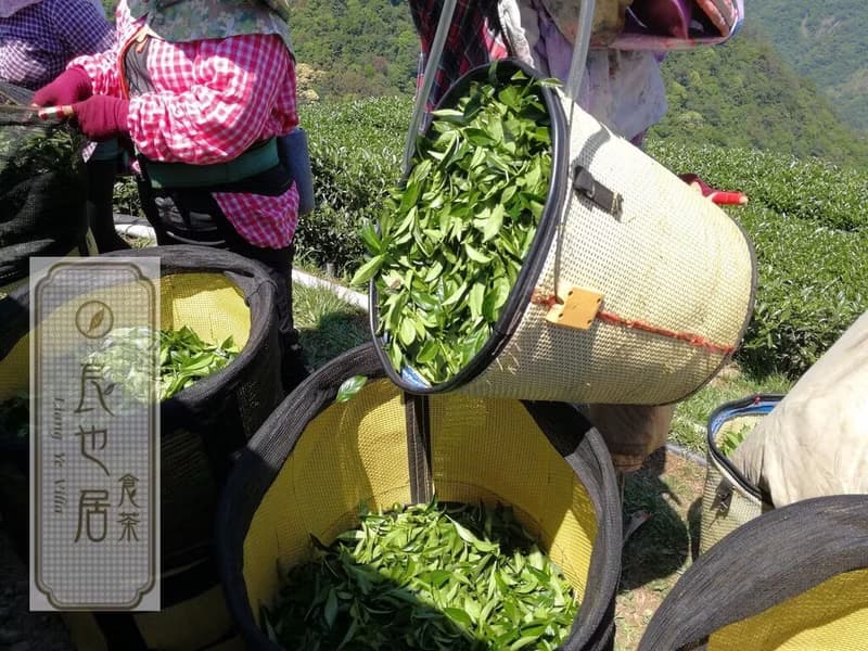 峨眉東方美人100%手摘 原葉茶包 50包量販