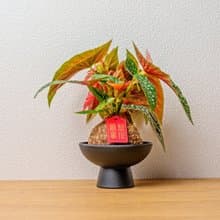 白冰秋海棠苔球 苔球植物 苔玉 室內植物 辦公室植物 交換禮物