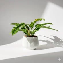 火之戒蔓綠絨線條寬陶盆栽 開幕盆栽 桌上盆栽 送禮