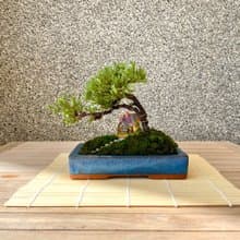 小品盆栽-組合珍珠柏 盆景 送禮