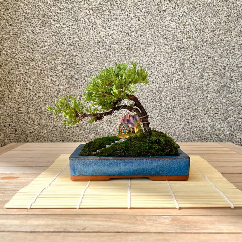 小品盆栽-組合珍珠柏 盆景 送禮