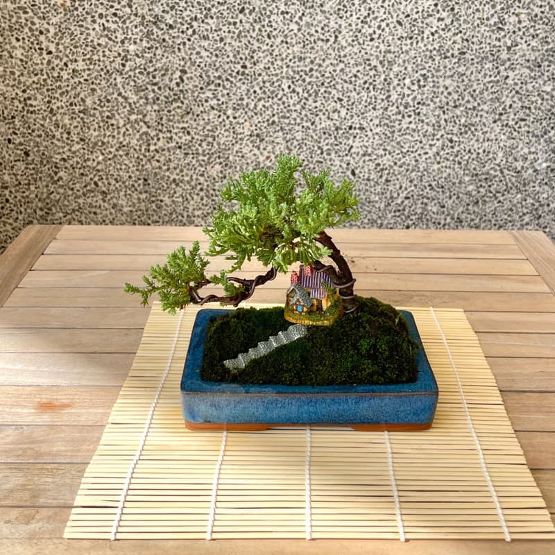 小品盆栽-組合珍珠柏 盆景 送禮
