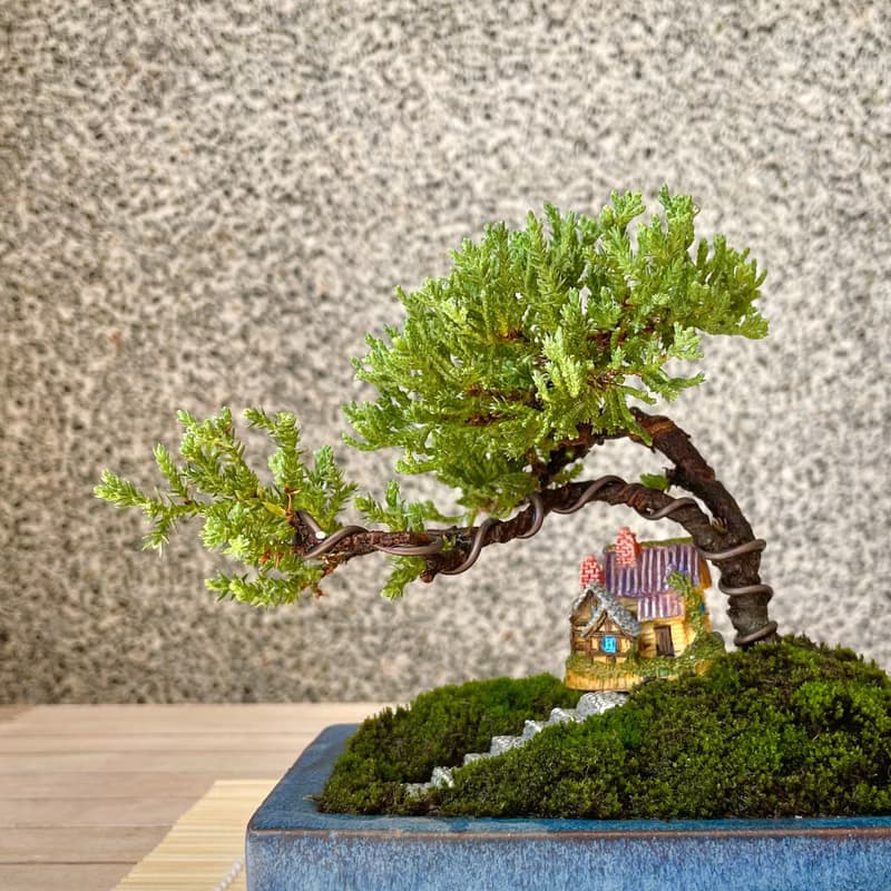 小品盆栽-組合珍珠柏 盆景 送禮