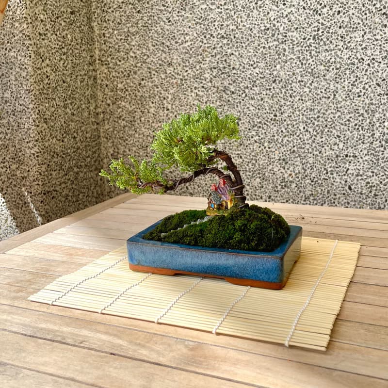 小品盆栽-組合珍珠柏 盆景 送禮