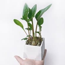 (現貨) 白灰漸層系列 | 油點百合 方形水泥多肉植栽