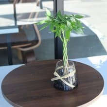 水培植栽│2024慶新年 發財樹_室內植物 辦公室盆栽 植栽盆栽