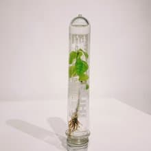 試管嬰兒 植物株式会社