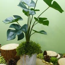 擬真龜背芋 電信蘭香氛植栽 高款/擬真植物/人造盆栽/綠化/佈置