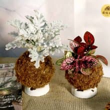 【銀葉菊 嫣紅蔓苔球】需自然光