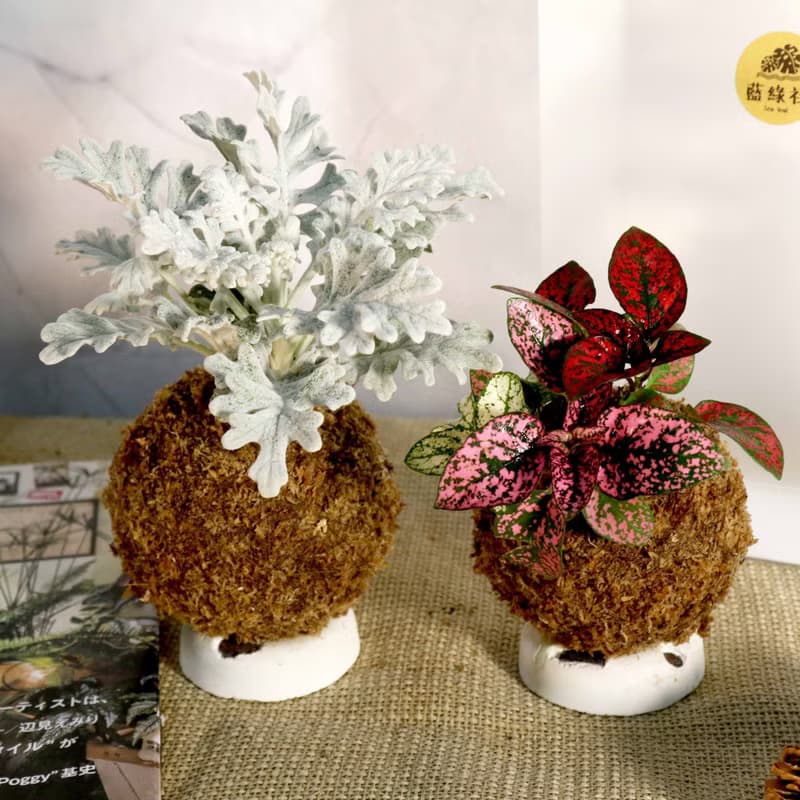 【銀葉菊 嫣紅蔓苔球】需自然光