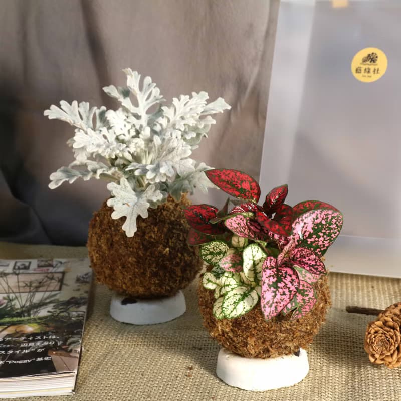 【銀葉菊 嫣紅蔓苔球】需自然光
