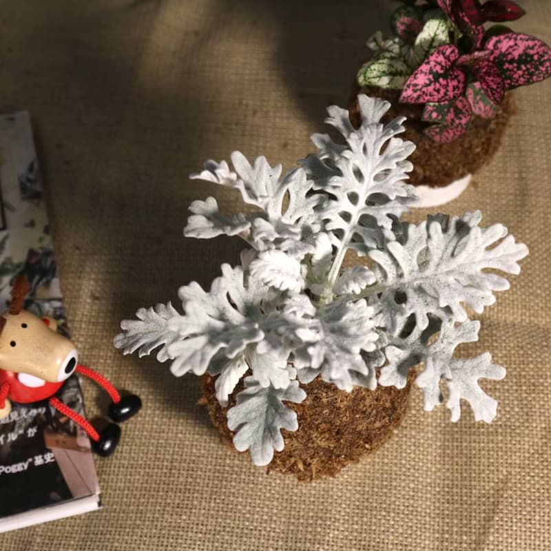 【銀葉菊 嫣紅蔓苔球】需自然光