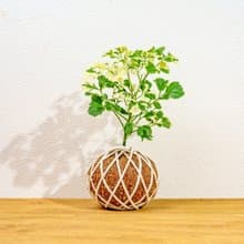 苔球植物 花葉福祿桐苔球 苔玉 禮物 送禮 桌上盆栽