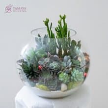 多肉景觀玻璃球 | 大