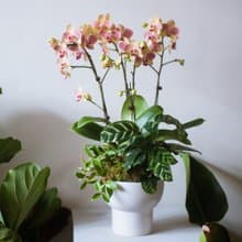 粉綠蘭花中型盆栽 | 榮升 | 開幕送禮 | 居家佈置