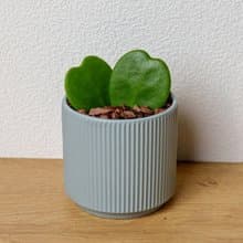 心葉毬蘭 莫蘭迪色系直紋陶盆 室內植物 觀葉植物 禮物 盆栽