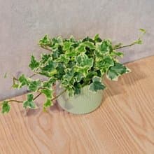 常春藤 莫蘭迪色系直紋陶盆 室內植物 觀葉植物 禮物 盆栽
