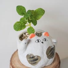 【竒植花物】泡葉岩榕招財貓咪盆栽 陶瓷盆栽 室內觀賞植物