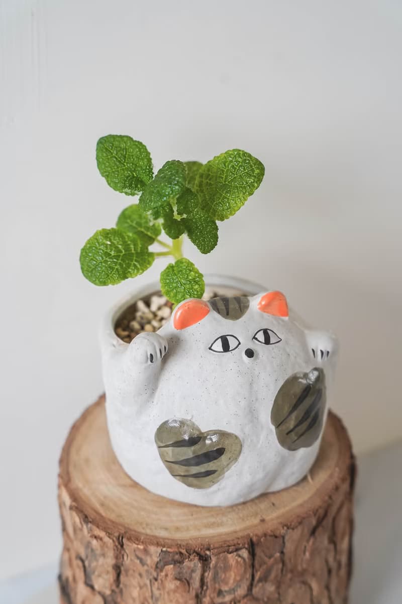 【竒植花物】泡葉岩榕招財貓咪盆栽 陶瓷盆栽 室內觀賞植物