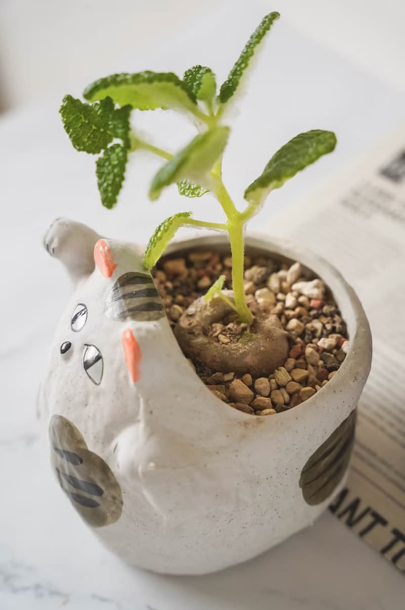 【竒植花物】泡葉岩榕招財貓咪盆栽 陶瓷盆栽 室內觀賞植物